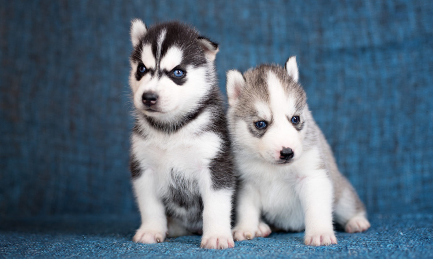 Huskies